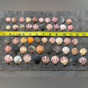 50 Sanibel Island Scallop Shells! Assorted
Shell Collection in multi colors.